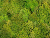 扁柏人工林蒸腾速率大范围预测的卫星遥感模型